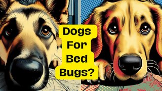 Bed Bug Sniffing Dogs