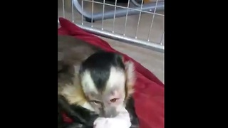 Loving monkey bonds with newborn puppies