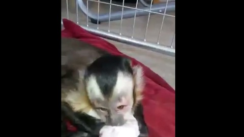 Loving monkey bonds with newborn puppies