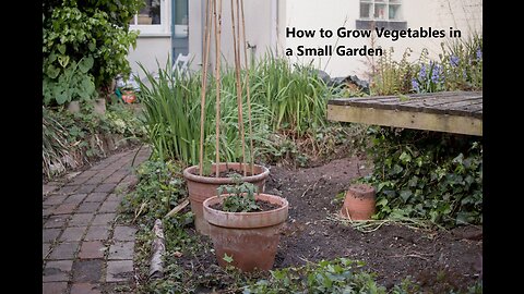 How to Grow Vegetables in a small garden