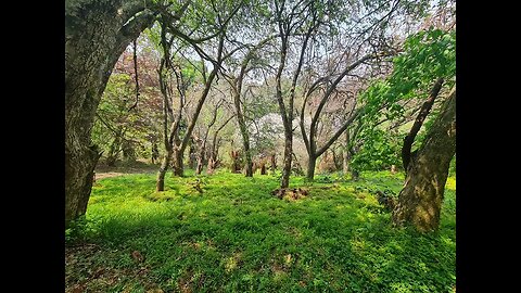 A walk at the Cheerio Gardens in Magoebaskloof, Limpopo