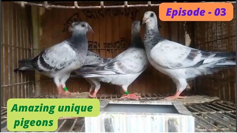 Amazing unique pigeons, Episode - 03
