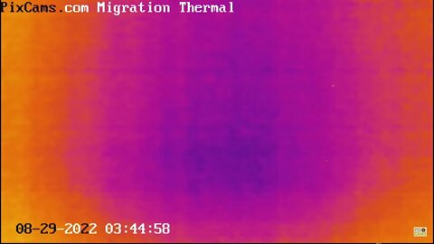 Night migrating birds on thermal camera - 8/29/2022 @ 3:44 - Odd Flight Path