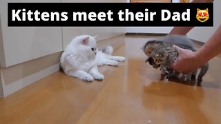 Kittens meet their Dad