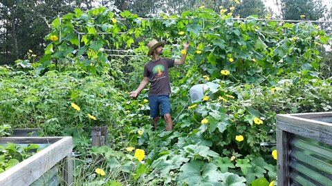 Finally a Tomato Trellis That Lasts Forever