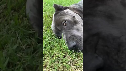 Cane Corso in Bliss! 🐶❤️