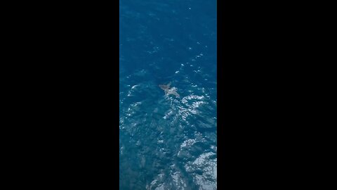 Great White shark finds out who's King of the Ocean.