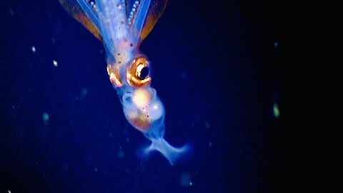 Deepest Parts of the Ocean ~ What Lies Below ~ Full Documentary