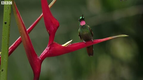 The Delightful Dance of Hummingbirds | The Wild Place | Relax with Nature | BBC Earth SPONSORED BY HISTOPETS