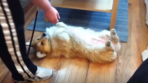 This Compilation of Playful Puppies Will Brighten Your Day