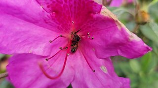 pollination