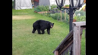 Protecting Your Garden from Wild Life Destruction.