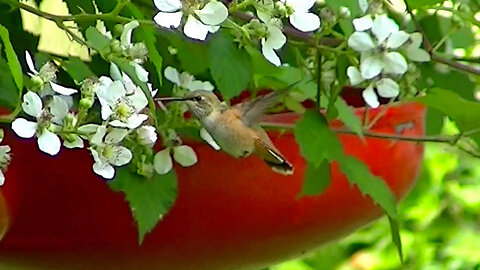 IECV NV #649 - 👀 Broad Tailed Hummingbird Checking Out The Sticker Bush Flowers 6-22-2018