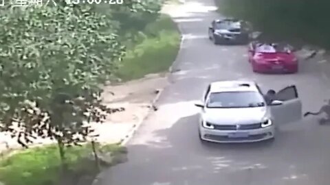 sometimes not getting what you want is best. woman argues with boyfriend and gets killed by lion.