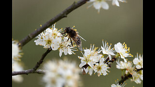 Two outdoor strolls, April 8 and 9 2023 - Spring in Limburg