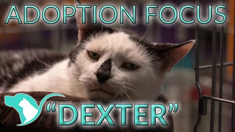 "Dexter" | 13 yr old male cat for adoption