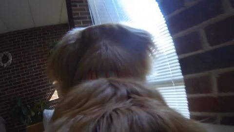 GoPro captures dog's activities while owner's away