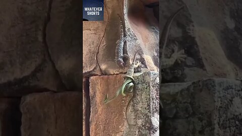 Gecko attempts to save a friend from a snake #shorts #snake #rescue #reptile #animals