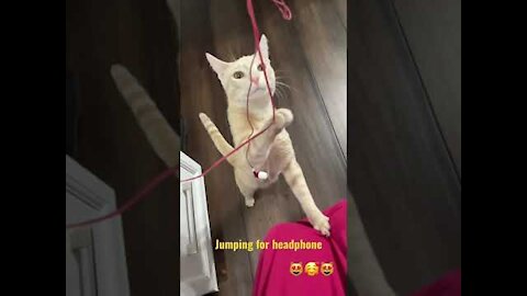 Cat jump up and down shorts