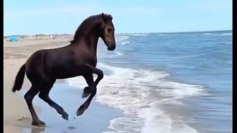 Beautiful Horse Trotting In The Surf - HaloRock