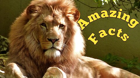 Amazing facts about Lions