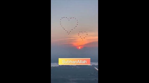 Birds flying in heart shape on the sky | Best sunset view #viral #birds #birdsinheartshape #sky