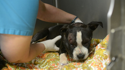 Five-Month-Old Puppy Is Given Second Chance At Life After Illegal Dog Fighting