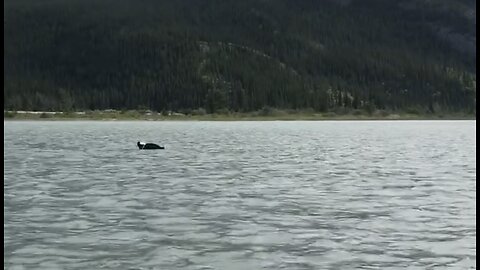 Huge Shallow Lake by Jasper, AB