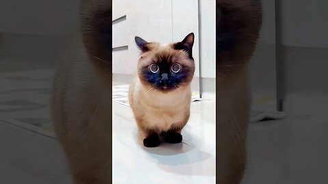 Funny cat