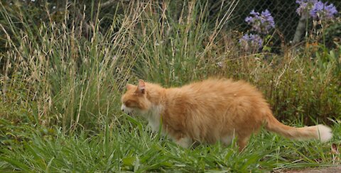 Cat Eating Grass in the Garden