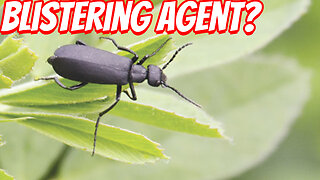 The Surprising Danger of The Blister beetle!