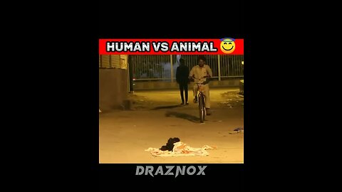 Human vs animals