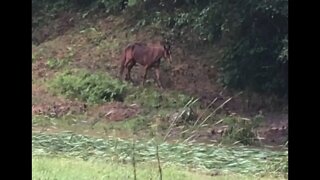 Flood damage and horse check. I cannot find Paddy.