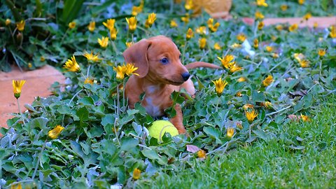 Cute Brown Puppy