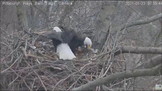 Hays Eagles Mom s wings are larger than the nest 12321