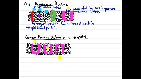 Protein types present in cell membrane