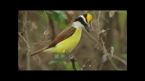 Melhor Canto de Bem - te - vi para Treinar ou Esquentar seu Pássaro