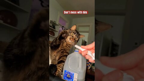 He destroyed this thing! 💀🙀 | Best Cat Videos #shorts #cats #funnycats #catvideos #adley