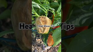 Heat Wave Tips