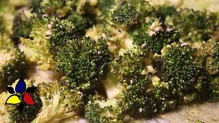 Roasted Broccoli with Parmesan and Lemon - Keto Meals