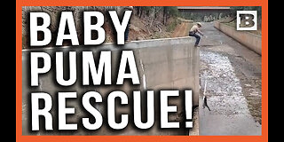 Baby Mountain Lions Rescued! Two Cubs Rescued from Colorado Spillway