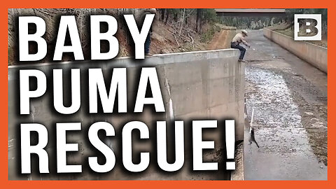 Baby Mountain Lions Rescued! Two Cubs Rescued from Colorado Spillway
