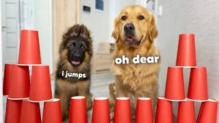 Obstacle Challenge - German Shepherd Puppy vs Golden Retriever