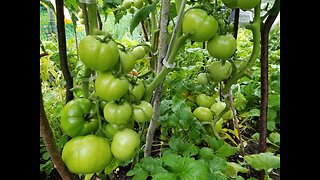 Gardening Tomatoes. Removing unwanted suckers. Pruning Leaves to prevent Disease and grow BIGGER?