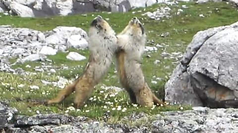 Marmot Fight UFC Style - Kananaskis, AB