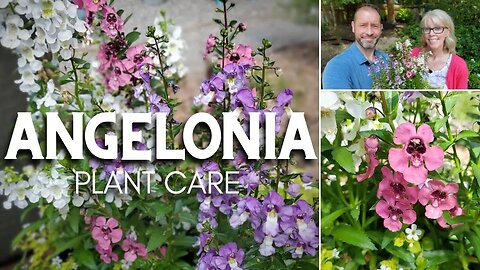 🌿 Angelonia Care | Friday Plant Chat 🌿