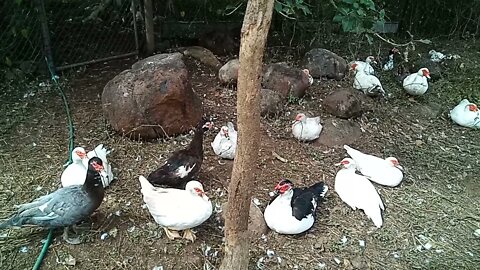 Muscovy's relaxing 9th June 2021