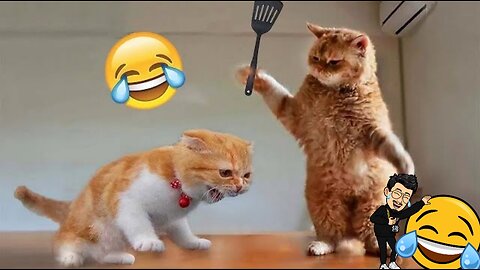 Animal Funniest Cats And Dogs Funny Video 😺