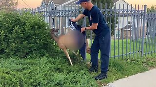 Wedged deer rescued from bars of metal fence