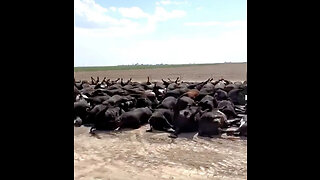 This rancher just reported that it's happening again right now to his cattle on his private ranch